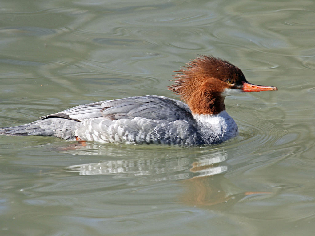 1024px Common Merganser female RWD