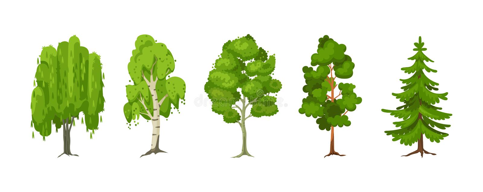 rysunek letni zestaw sosny sosnowe z swierkow klonowych lisci zielone duze drzewa sadzeniowe do ogrodow zielony duzy 212779099