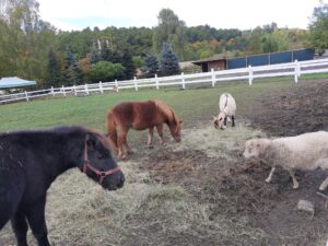 MicrosoftTeams image 10