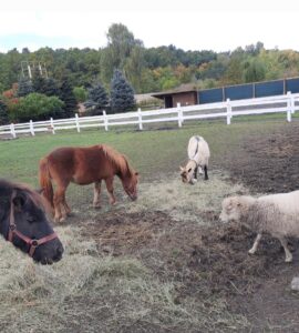 MicrosoftTeams image 7